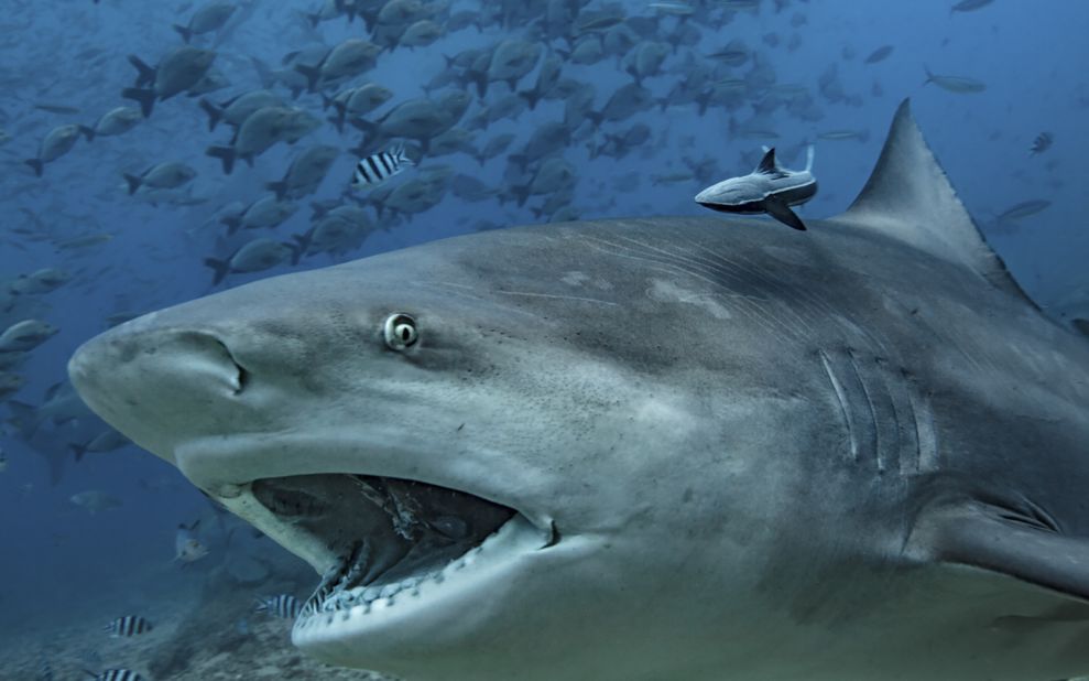 Among the most aggressive of shark species, bull sharks live throughout the world in shallow, warm ocean waters. However, they can also adapt to swimming in freshwater rivers.