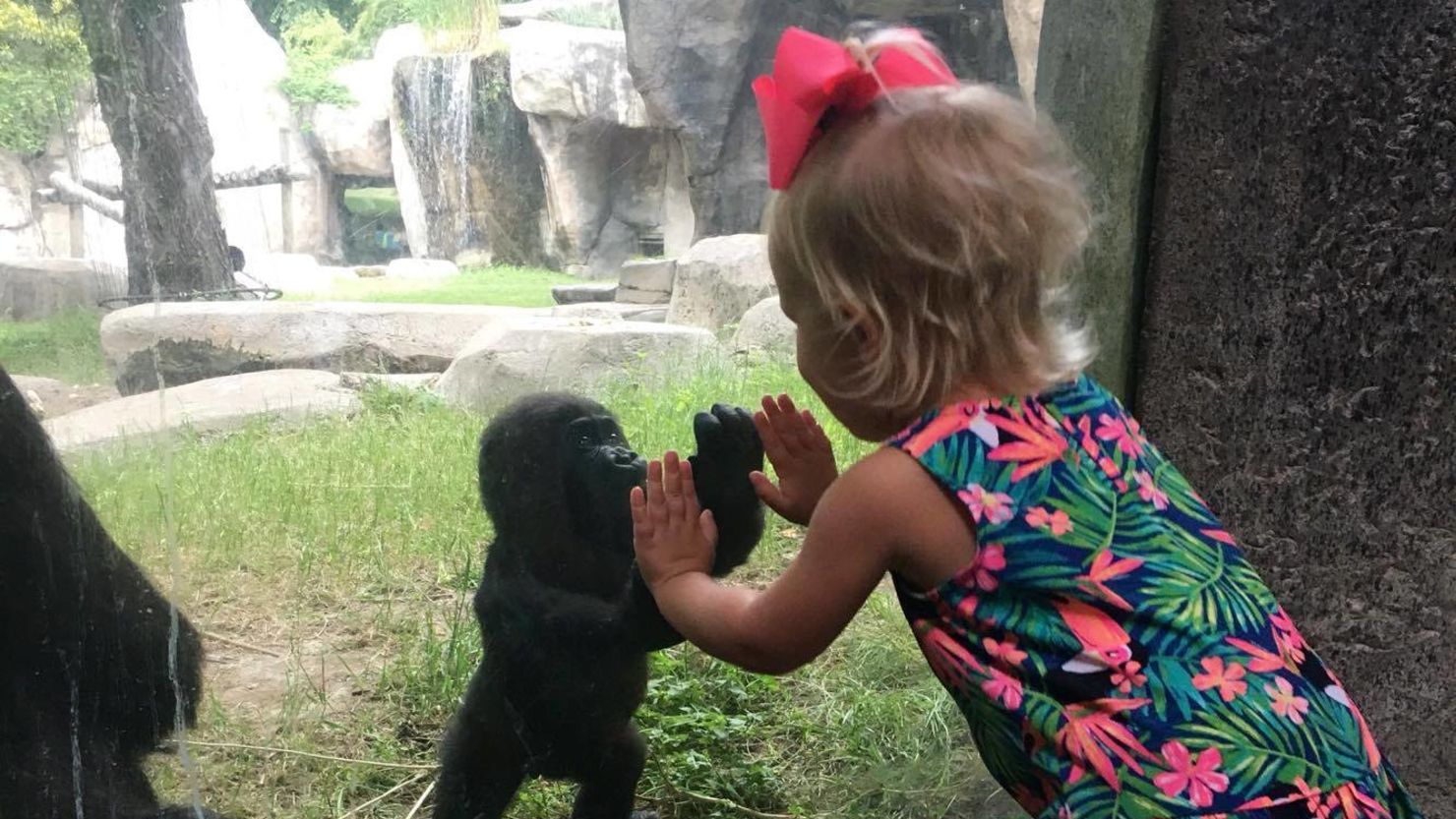 Baby gorilla, Gus and little girl named Braylee share cute moment at Fort Worth Zoo.