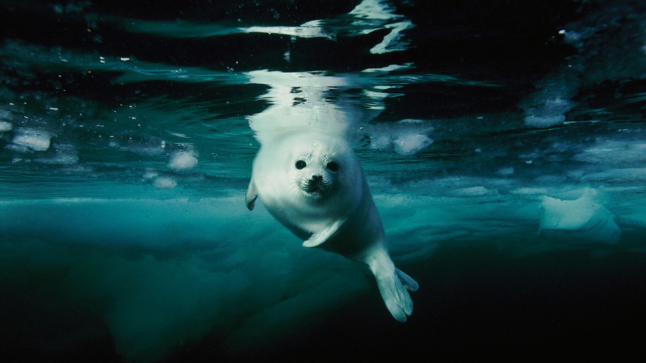 Patience is key to good underwater photos, says Brian Skerry.