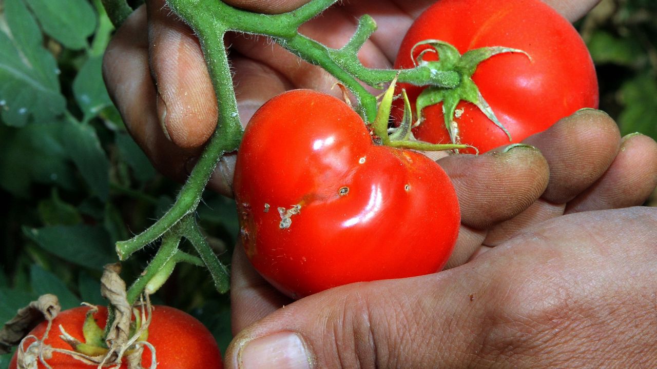 A farmer shows tomatoes damaged by the insect Tuta absoluta, in Herakleion on the island of Crete south of mainland Greece on April 25, 2010. The Greek ministry of agrarian development and Cretan agrarian authorities decreed a campaign of eradication against the Tuta absoluta which has been spotted on the island of Crete. The pesticide threat is taken seriously by the representatives because the parasite can cause the entire loss of tomato crops, a key agricultural income earner for Crete.  AFP PHOTO / Costas Metaxakis (Photo credit should read Costas Metaxakis/AFP/Getty Images)