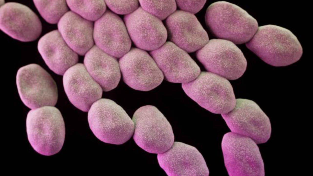 Topping the list as a "critical priority," Acinetobacter baumannii is a common cause of hospital-acquired infections, picked up both in hospital and in healthcare settings, such as nursing homes.