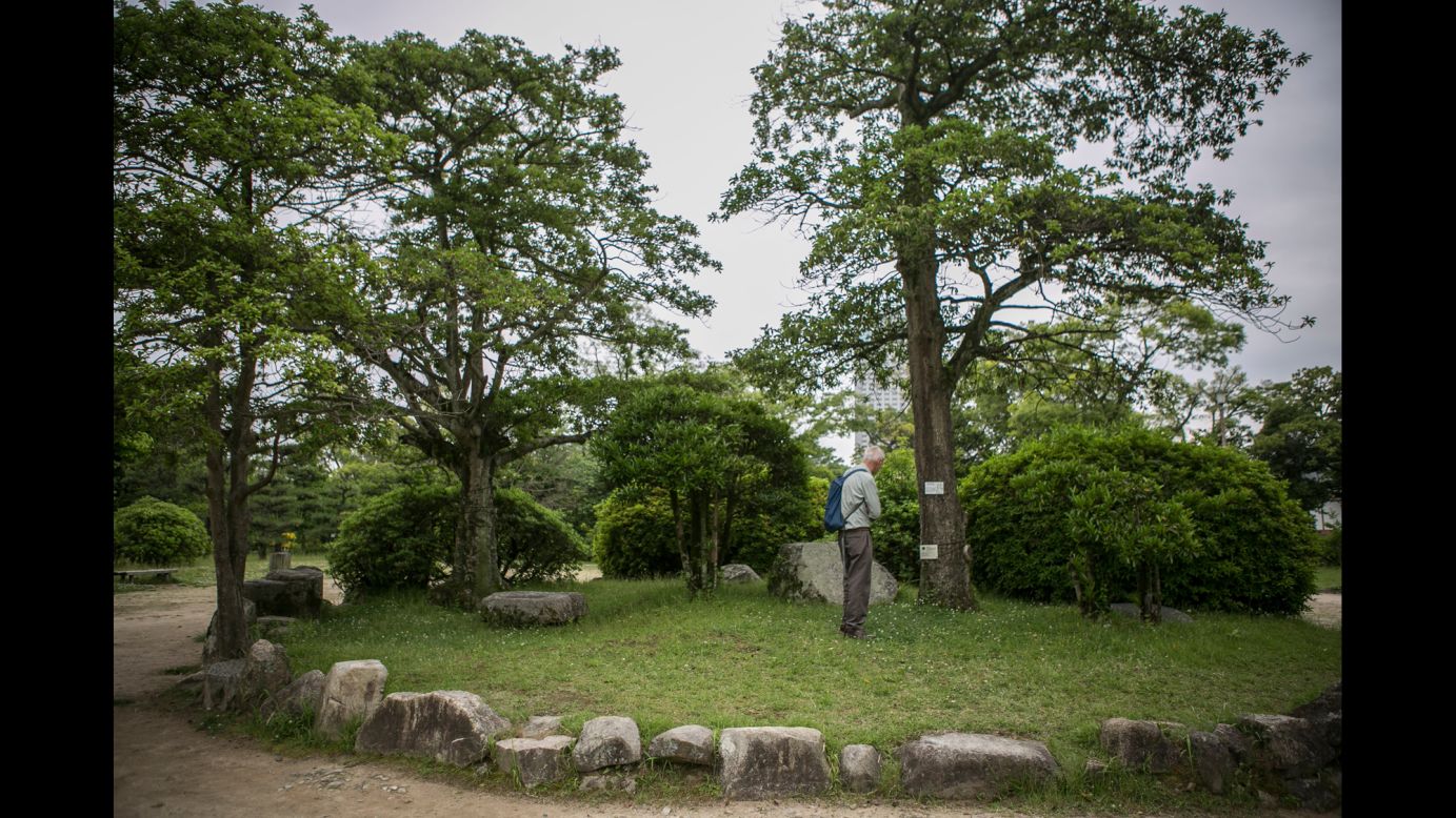 <strong>Now: </strong>A visitor looks at Kurogane holly trees that survived between Gokoku Shrine and Hiroshima Castle.