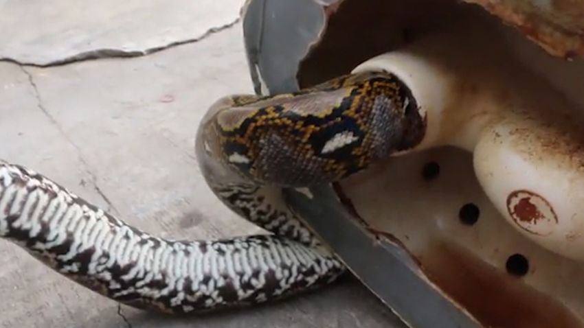 A close up of the python which was stuck in the squat toilet