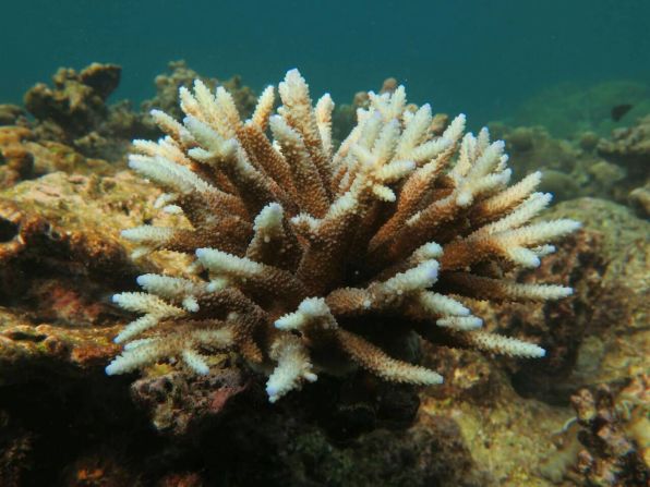 El Niño, characterized by above-average ocean temperatures in the Pacific Ocean, has played a part in the bleaching phenomenon, according to the Marine National Park Division.