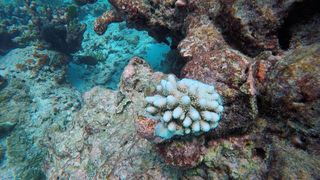 Coral reefs are vulnerable to bleaching if water temperatures go and stay above 30.5 degrees Celsius, MNPD's director said.