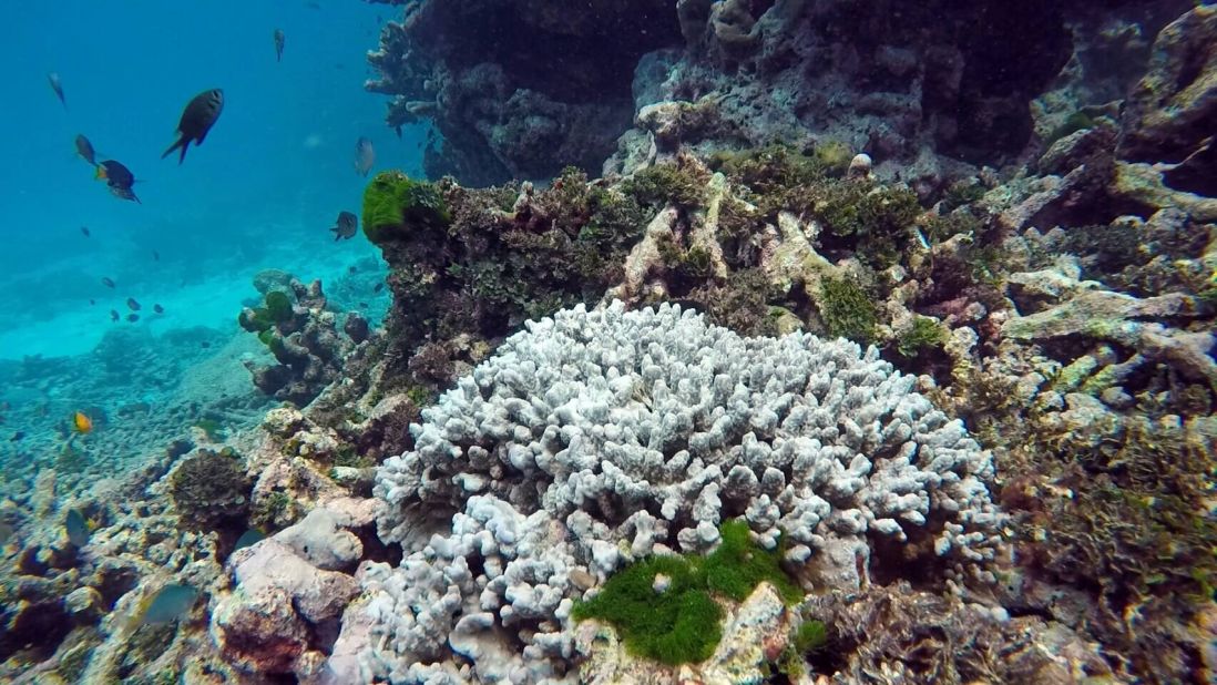 Thailand closes dive sites over coral bleaching | CNN