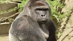 wkrc cincinnati gorilla shot zoo pkg_00004911.jpg