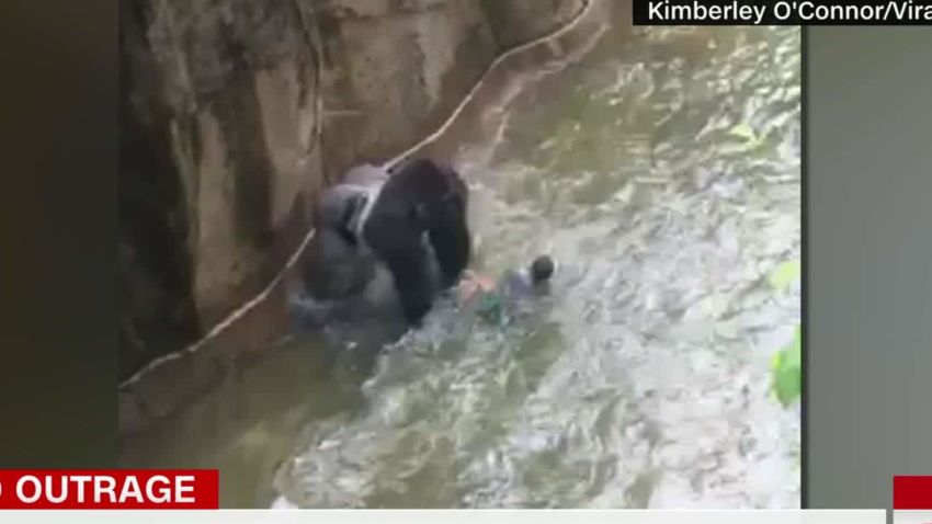 boy falls into gorilla habitat pkg nr_00010114.jpg