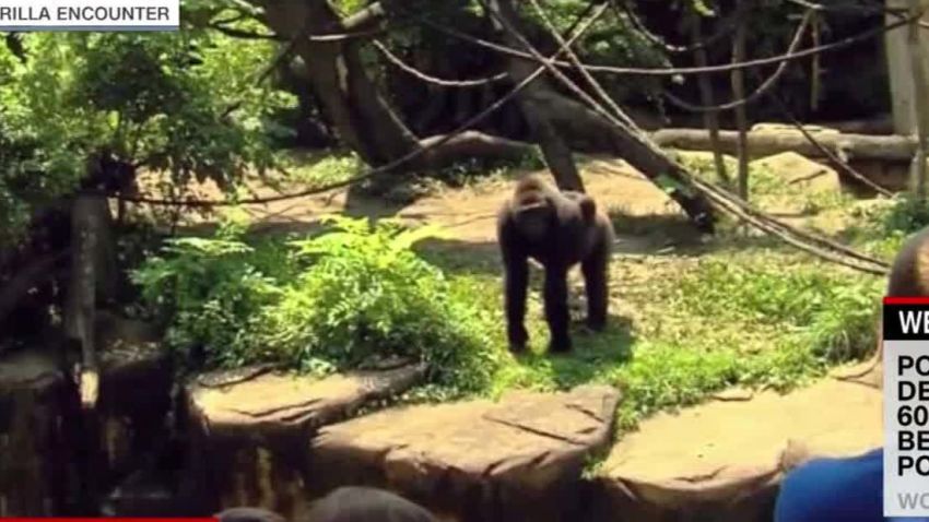 boy falls enclosure gorilla killed witness nr_00000322.jpg