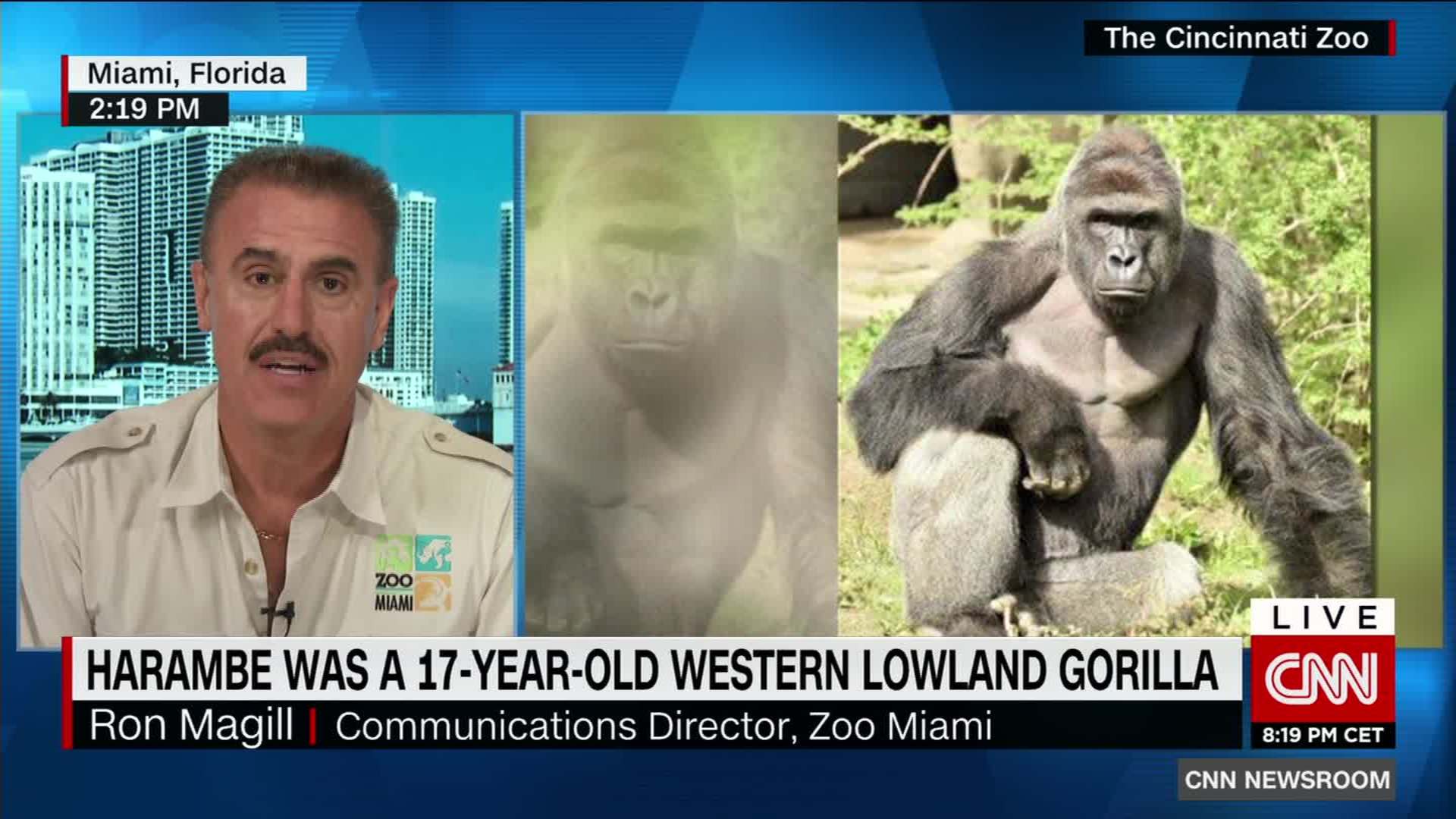 sidekick to a gorilla