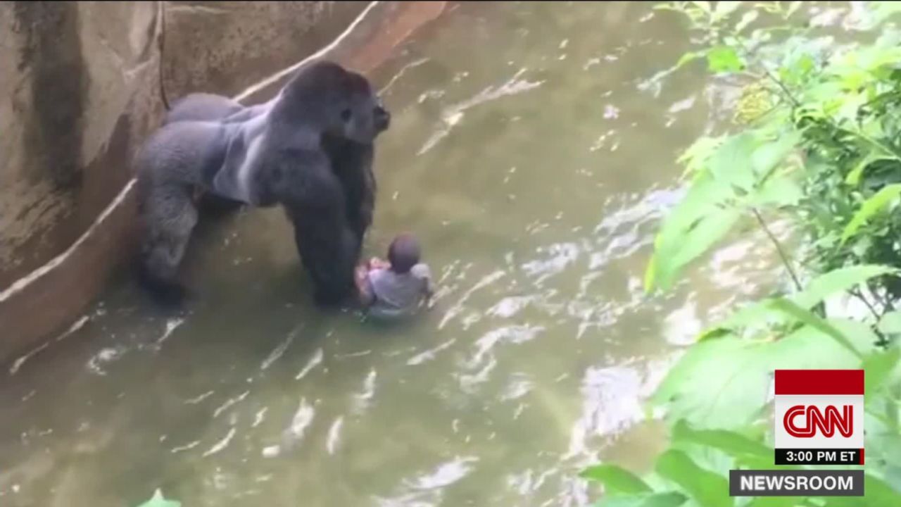 The 3-year-old boy fell into the moat, and the gorilla dragged him through the water.