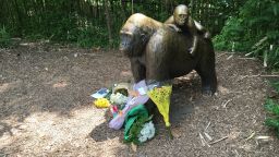 The Cincinnati Zoo shot and killed a western lowland gorilla on Saturday after a 4-year-old boy slipped into the animal's enclosure, a zoo official said at a news conference.