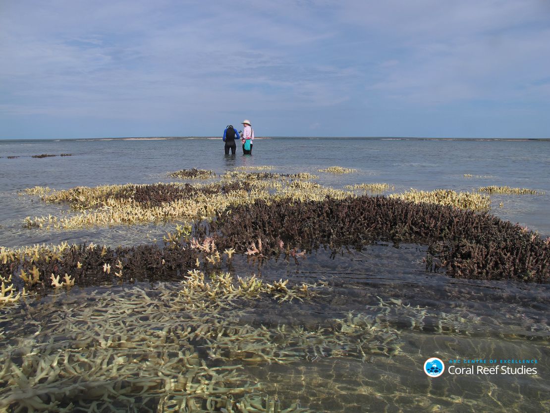 Surveying dead coral in shallow waters at Cygnet Bay, Western Australia, April 2016 
