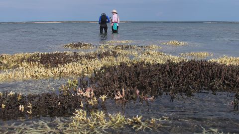 Surveying dead coral in shallow waters at Cygnet Bay, Western Australia, April 2016 