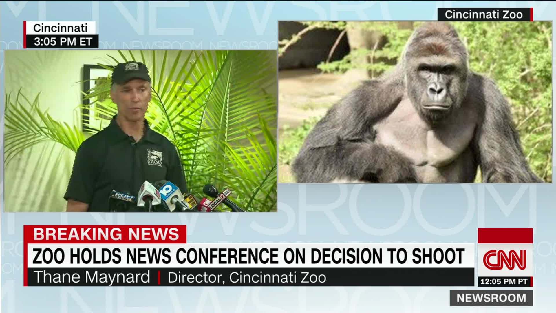 Harambe' the dead gorilla ties with Green Party candidate in Texas poll