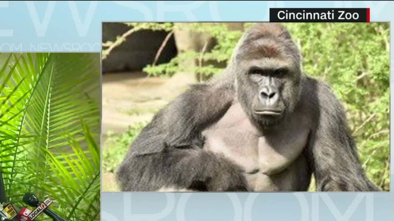 cincinnati zoo gorilla harambe death presser bts nr_00000325