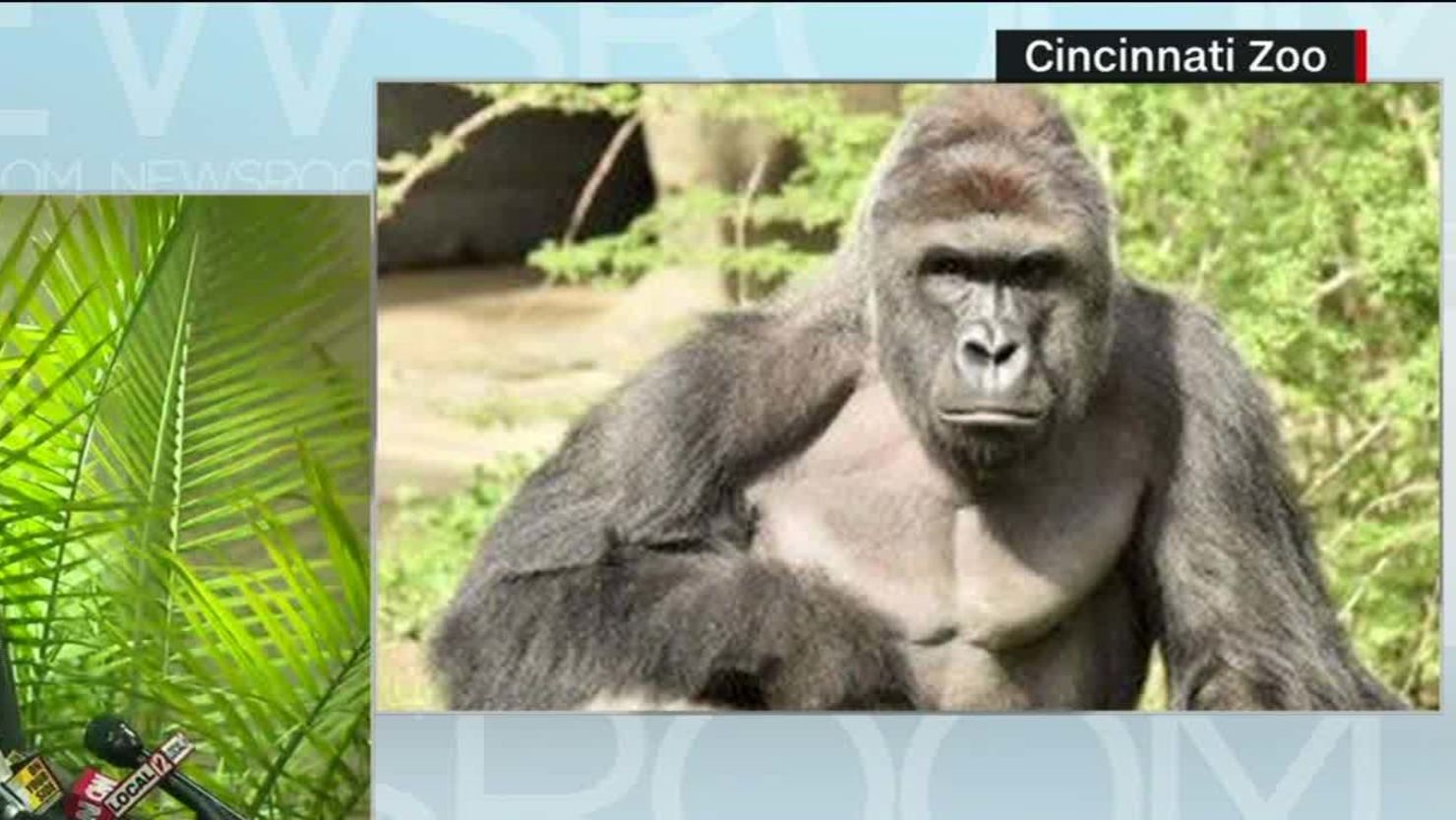 Harambe' the dead gorilla ties with Green Party candidate in Texas poll