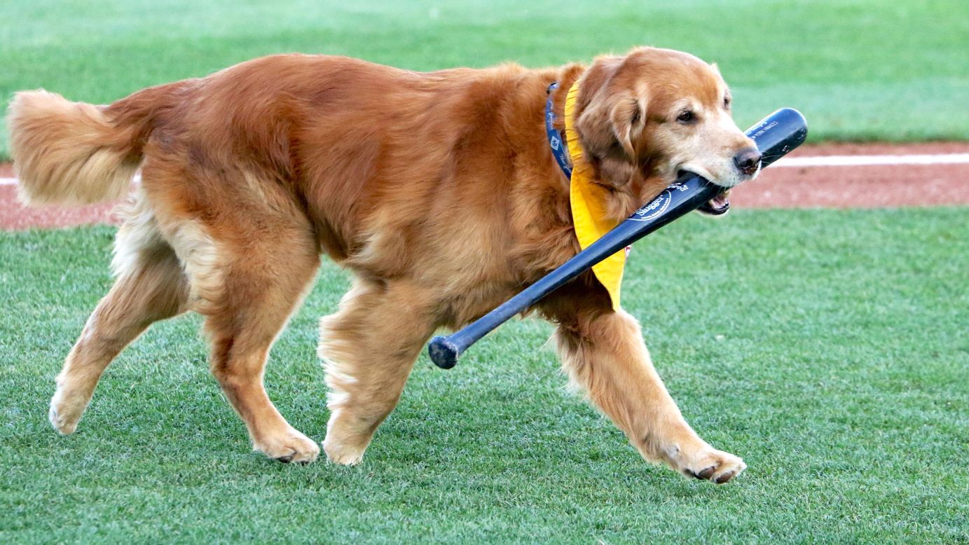 Derby, <a href="http://www.nydailynews.com/sports/baseball/yankees/trenton-thunder-bat-dogs-article-1.2650851" target="_blank" target="_blank">a "bat dog" for the Trenton Thunder,</a> carries Alex Rodriguez's bat back to the dugout during a minor-league baseball game in Trenton, New Jersey, on Wednesday, May 25.