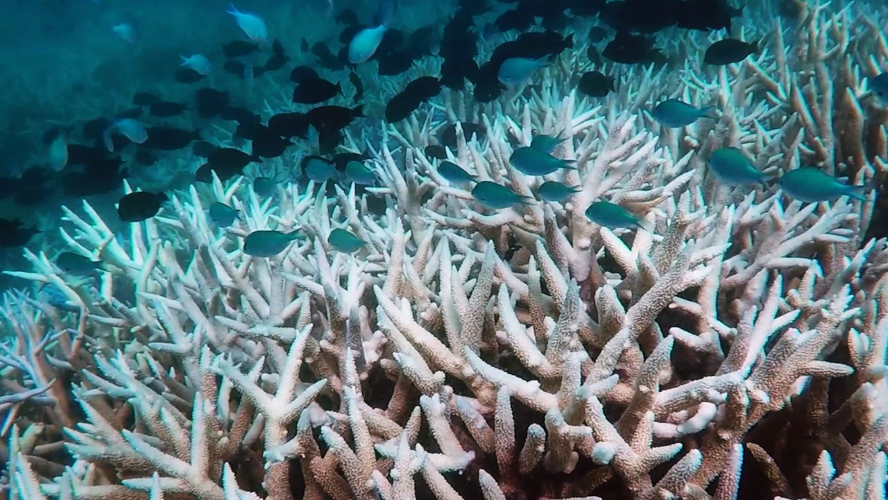 great barrier reef coral bleaching