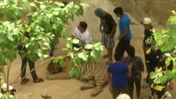 relocating tigers thailand kristie lu stout_00011929.jpg