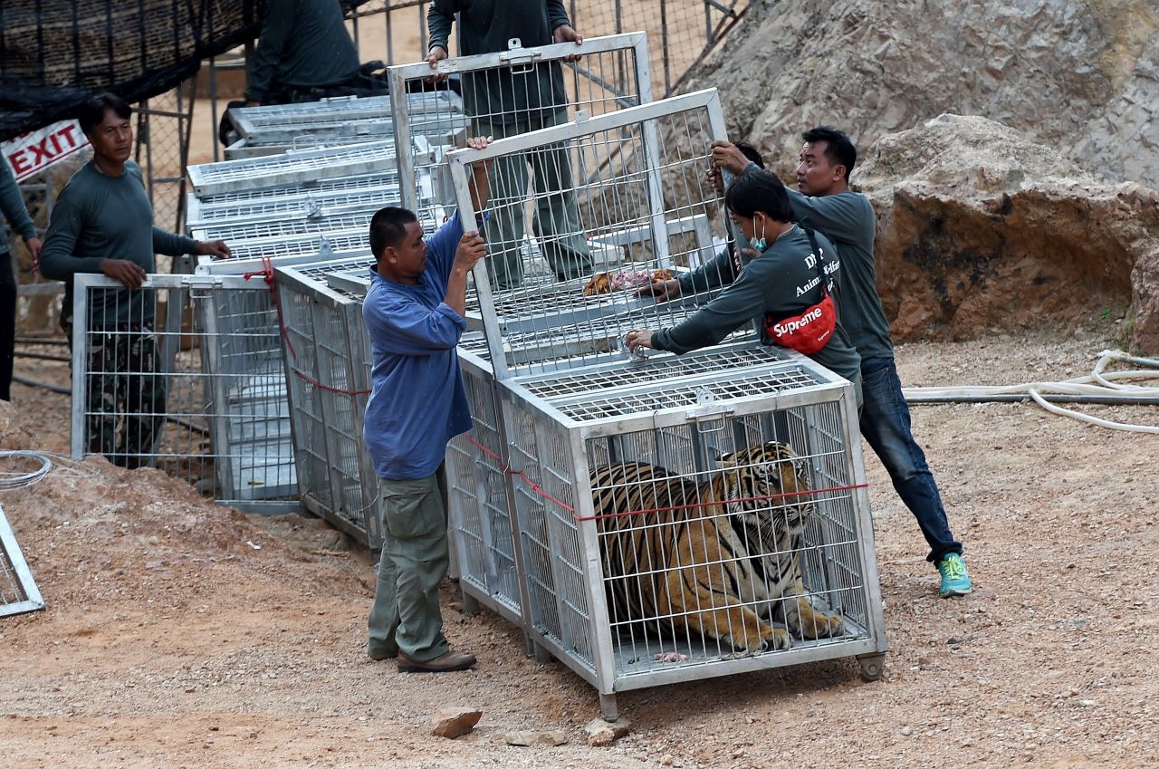 Thai wildlife officials use a tunnel of cages to capture a tiger and remove it from the temple on Monday, May 30.