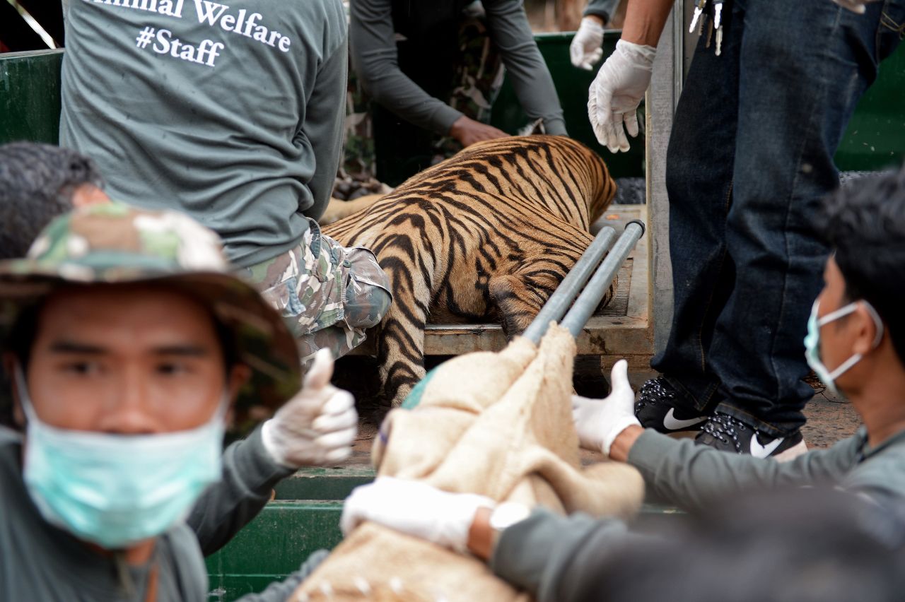 Thai wildlife officials load a sedated tiger into a cage on a truck.