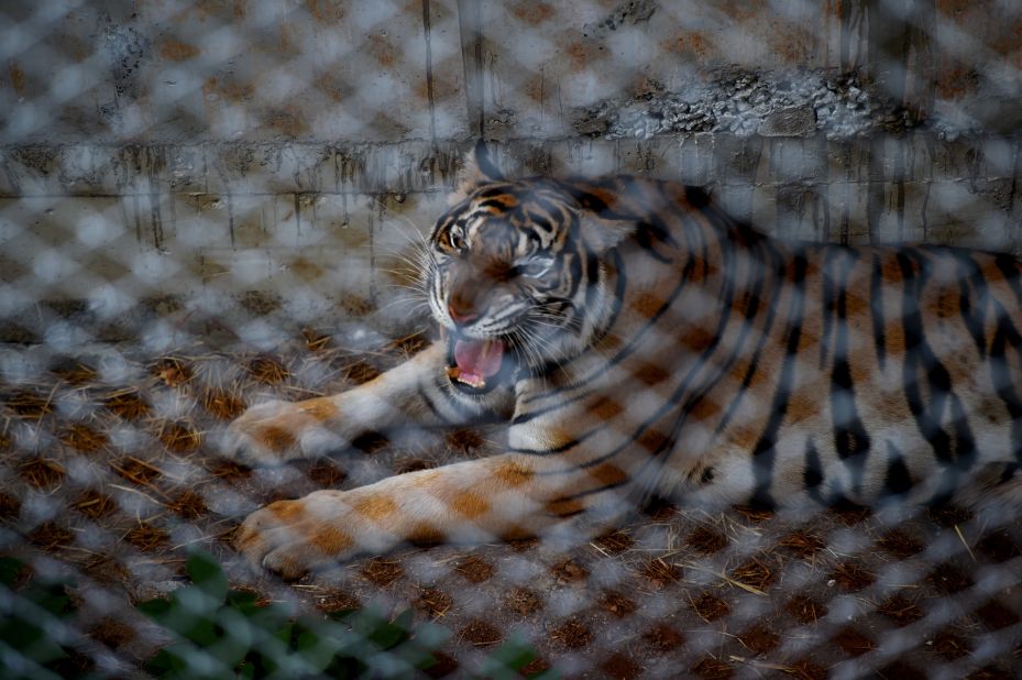 The temple is home to 137 tigers. A wildlife official said when they finally entered the compound, monks had left the cages open and unchained the tigers to stall their removal. 