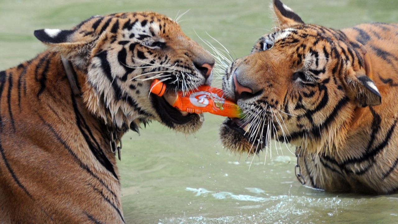 The temple's tigers seen playing with a water bottle. The sanctuary had received criticism over the welfare of the animals. 