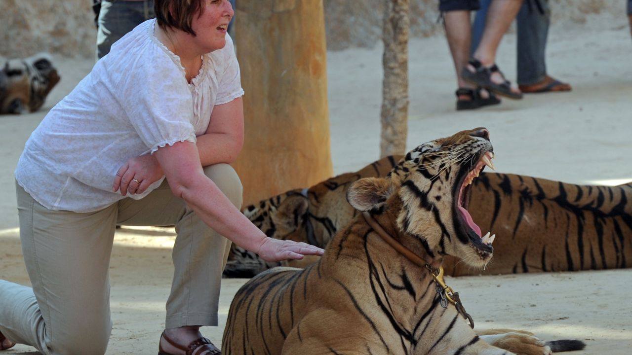 A tourist poses for a photo with a tiger at the Thai temple in 2012.