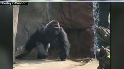 Gorilla drags toddler woman films intv_00020209.jpg