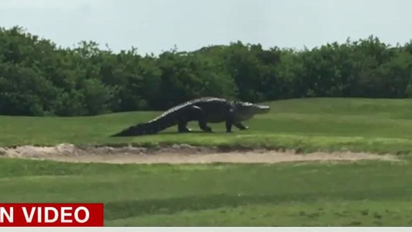 giant alligator golf course clip newday_00002304.jpg