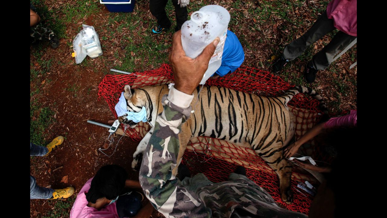 Veterinarian officers with Thailand's Department of National Parks, Wildlife and Plant Conservation tend to a sedated tiger at the controversial "Tiger Temple" in Kanchanaburi province on Wednesday, June 1. <a href="http://www.cnn.com/2016/06/01/asia/thailand-tiger-temple-cub-bodies-found/">Authorities raided the compound </a>over concerns about the welfare of the animals and complaints from tourists.