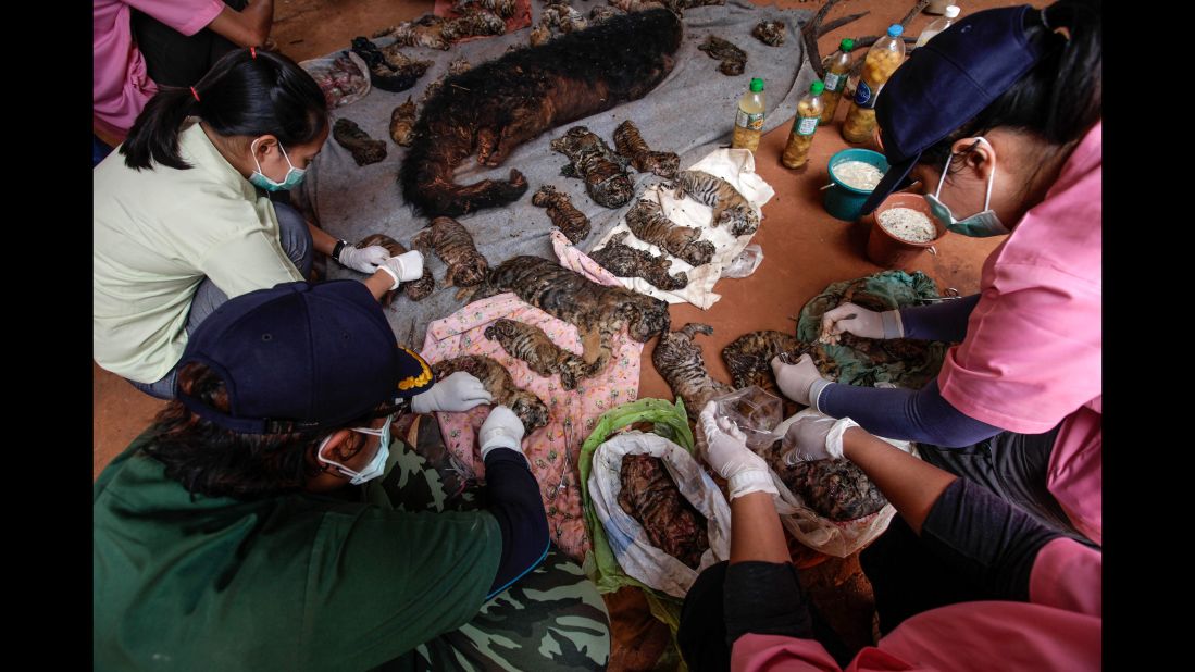 Thai wildlife officials collect samples for DNA testing from the carcasses of 40 tiger cubs and a binturong, or a Southeast Asian bearcat, found at the temple on June 1. The government's Wildlife Conservation Office is looking into the possibility that the temple is smuggling tiger parts, the organization's director told CNN. 