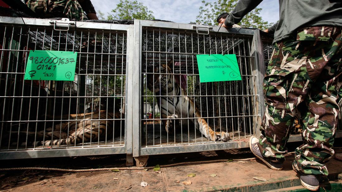 Tigers are loaded onto a truck at the temple on June 1.