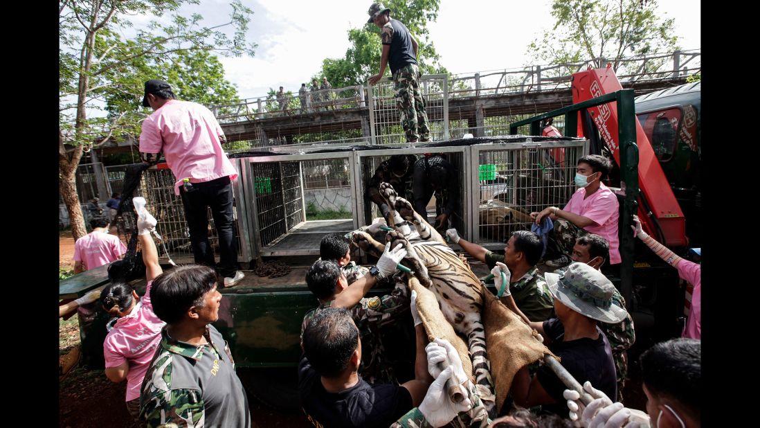 Thai officers load a sedated tiger onto a truck on June 1.