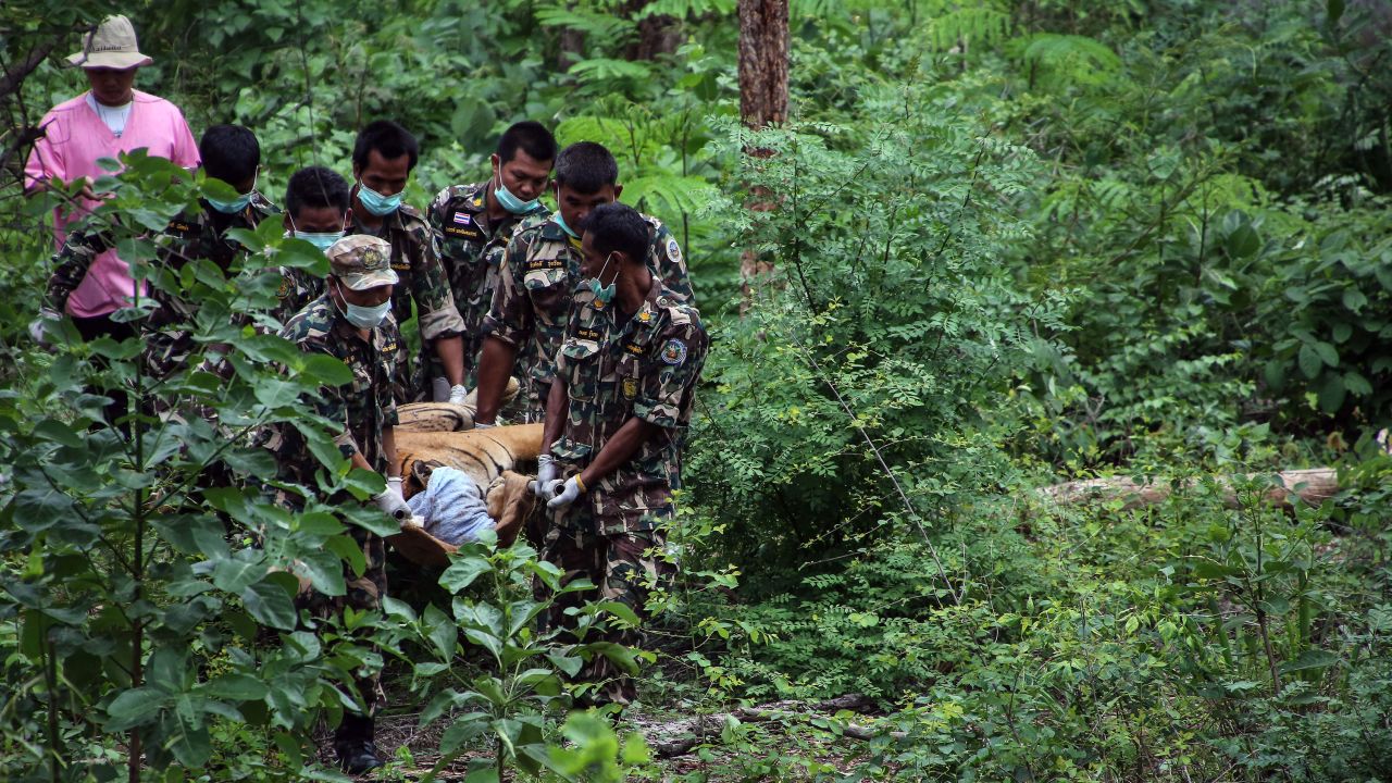 Thai officers carry a sedated tiger from its cage on June 1.