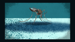 Zika mosquito_cover