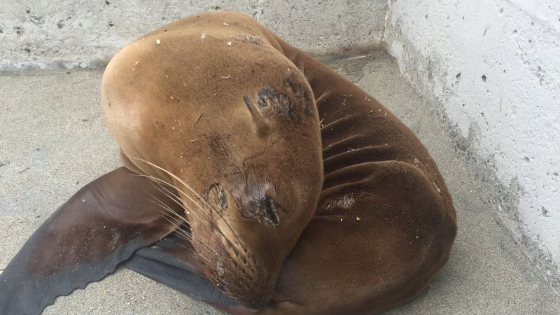 San Francisco Seals mascot was a real sea lion