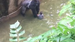 gorilla 911 call audio Cincinnati Zoo orig_00000000.jpg