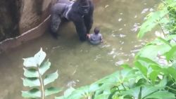 gorilla 911 call audio Cincinnati Zoo orig_00000000.jpg