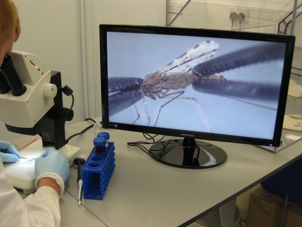 Hill's team at the Jenner Institute have been studying the parasite and the mosquito vectors that carry them for many years. Here, a team member is dissecting a mosquito under a microscope.