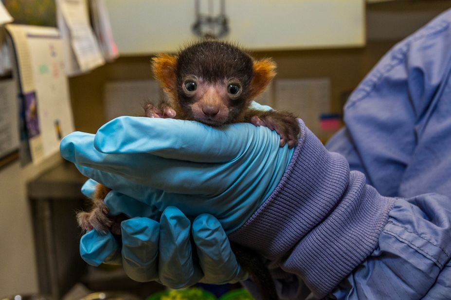 A red ruffed lemur was born at the San Diego Zoo in May. It has been 13 years since the last red ruffed lemur was born at the zoo. The rare species is only found in one region in the entire world: the Masoala Peninsula in Madagascar.