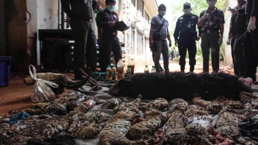thai tiger temple dead cubs pkg curnow _00001718.jpg