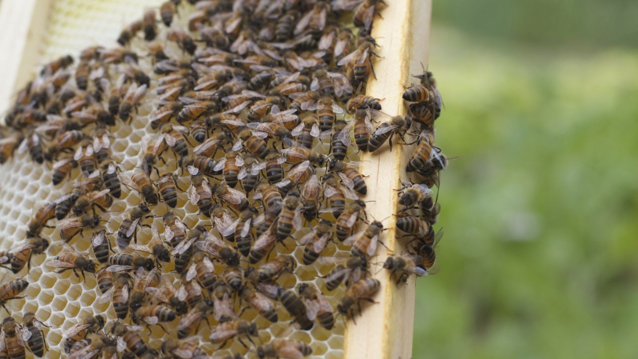 The island hosts an apiary program. 