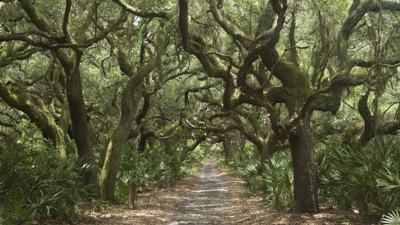 The island is full of wildlife. The horse count alone is 140, not to mention the wild boar, armadillos and birds. When riding your bicycle down to the beach it is not uncommon to see wild horses grazing on the grasses around you.