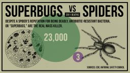 gfx-death-superbug_vs_spider