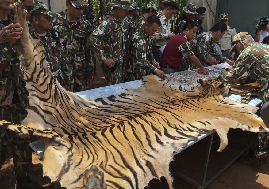 National Parks and Wildlife officers examine a tiger  skin at the "Tiger Temple," west of Bangkok, Thailand on Thursday, June 2. Thai police say they stopped a truck carrying two tiger skins and other animal parts as it was leaving the temple. Two staff members were arrested and charged with possession of illegal wildlife. 