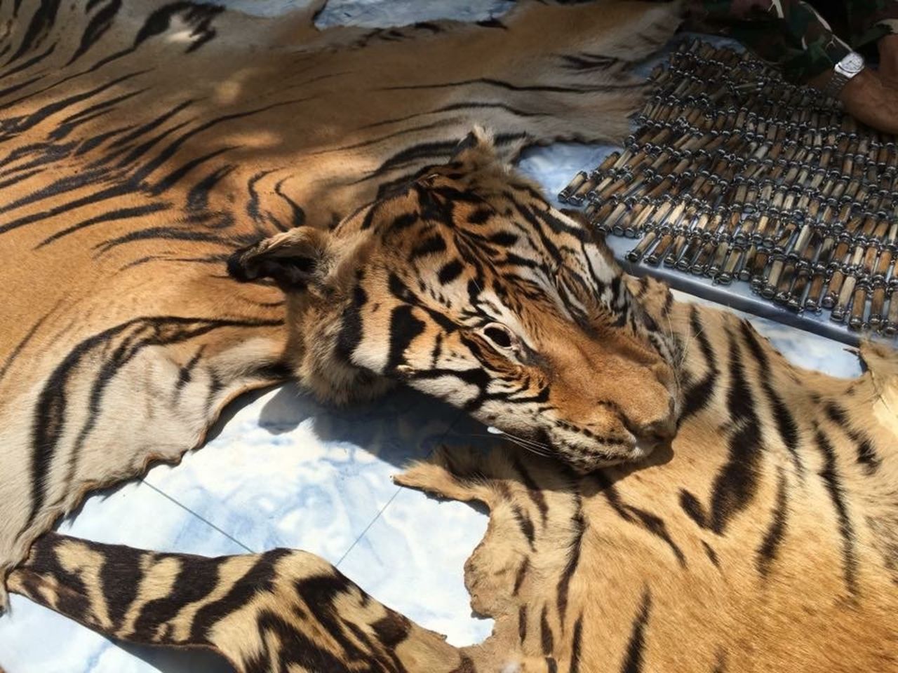National Parks and Wildlife officers display the skins from two tigers that were seized from a truck leaving the temple, June 2.