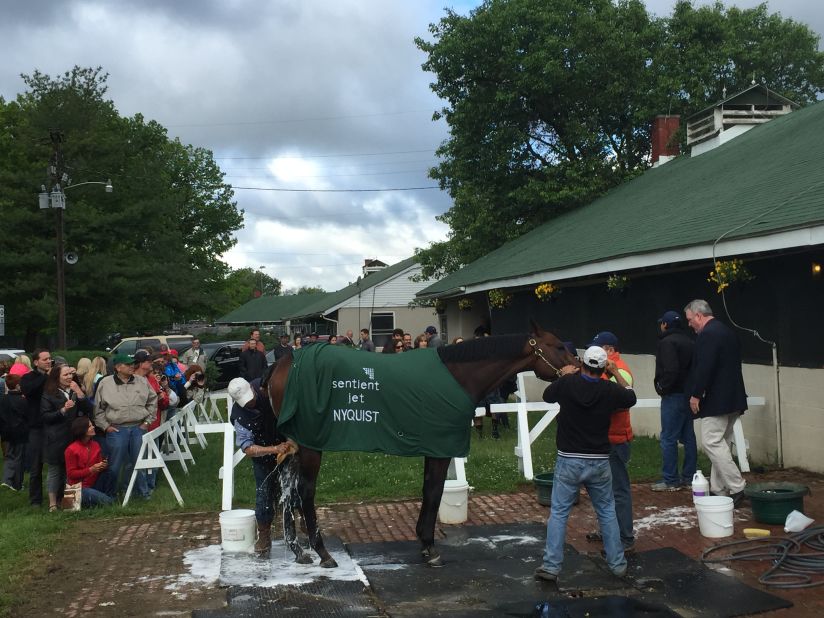 Nyquist, now retired from racing, gets a very public bath after last year's triumph.