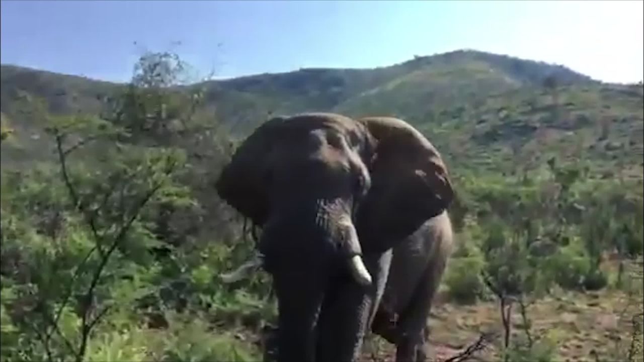Elephant charges Arnold Schwarzenegger orig vstan jhurst_00005807